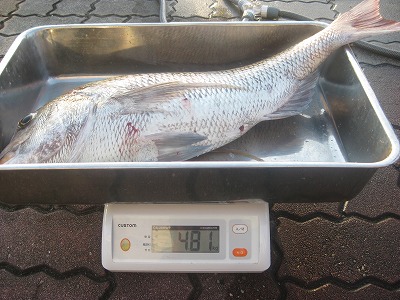 4kg超　真鯛