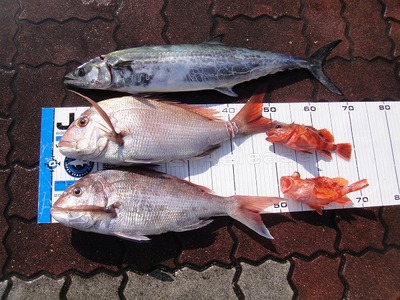愛知県　真鯛　釣果情報
