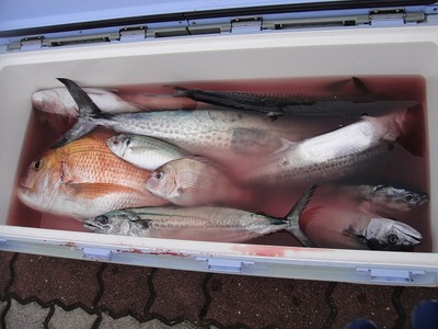 伊良湖沖　釣果情報のサムネイル画像