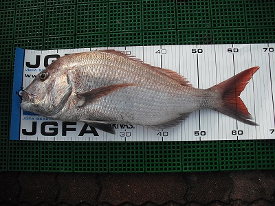 船名 飛鳥 マダイ 真鯛 部門 釣りダービー18年 スズキマリーナ三河御津 スズキマリン Suzuki Marine