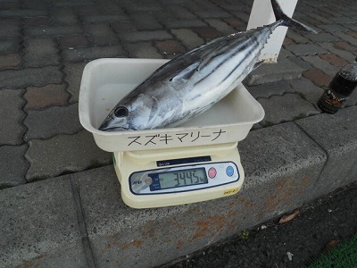 https://www.suzukimarine.co.jp/marina/hamanako/blog/img/CIMG6632.jpg