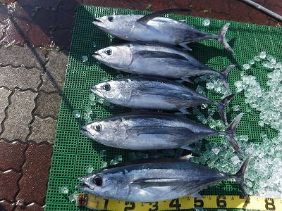 https://www.suzukimarine.co.jp/marina/mikawamito/blog/2022/02/26/img/DSCF7745.jpg