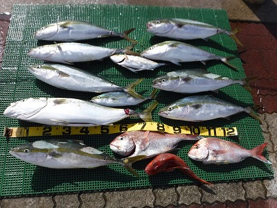 ハマチ　ブリ　マダイ　ホウボウ　海釣りのサムネイル画像