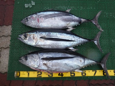 マグロ　ビンチョウマグロ　釣りのサムネイル画像