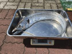 太刀魚2kg.jpg