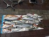 魚釣り　愛知　三河湾　三重