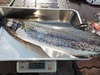 サワラ　大きい