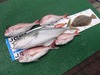 釣果　伊良湖.jpg