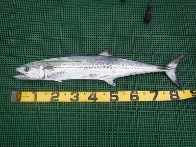 サワラ　愛知　三重　魚　釣り